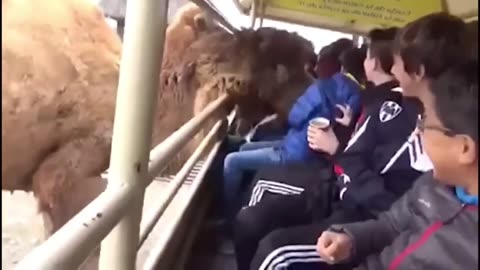 Funny videos part. 1