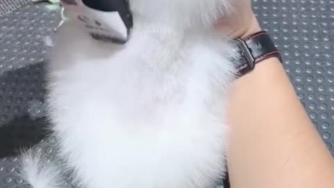 teacuppuppies