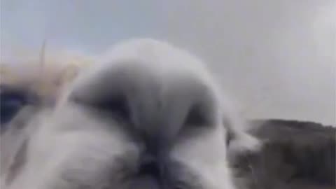 Funny videos