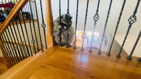 Raccoon Struggles to Fit Through Railing