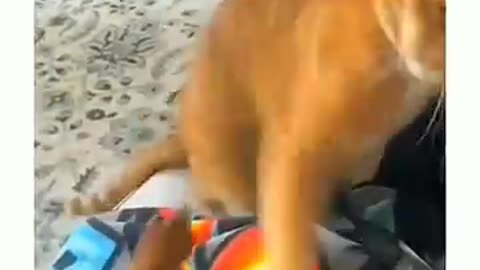 FUNNY ANIMAL