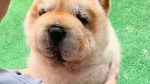 Hilarious Dog and Owner Playtime - Fun for All!