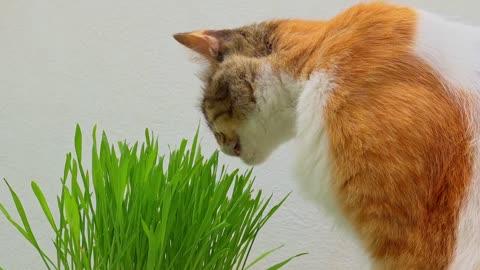 Cat Feline Kitten Grass Eating Animal Pet Fur