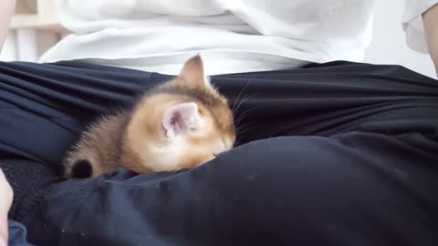 I had my finger gnawed off by Mocha the kitten!