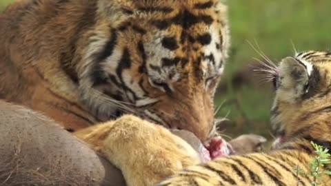 Intense Tiger Mother Protects Her Cub During a Fierce Kill - Emotional Wildlife Encounter