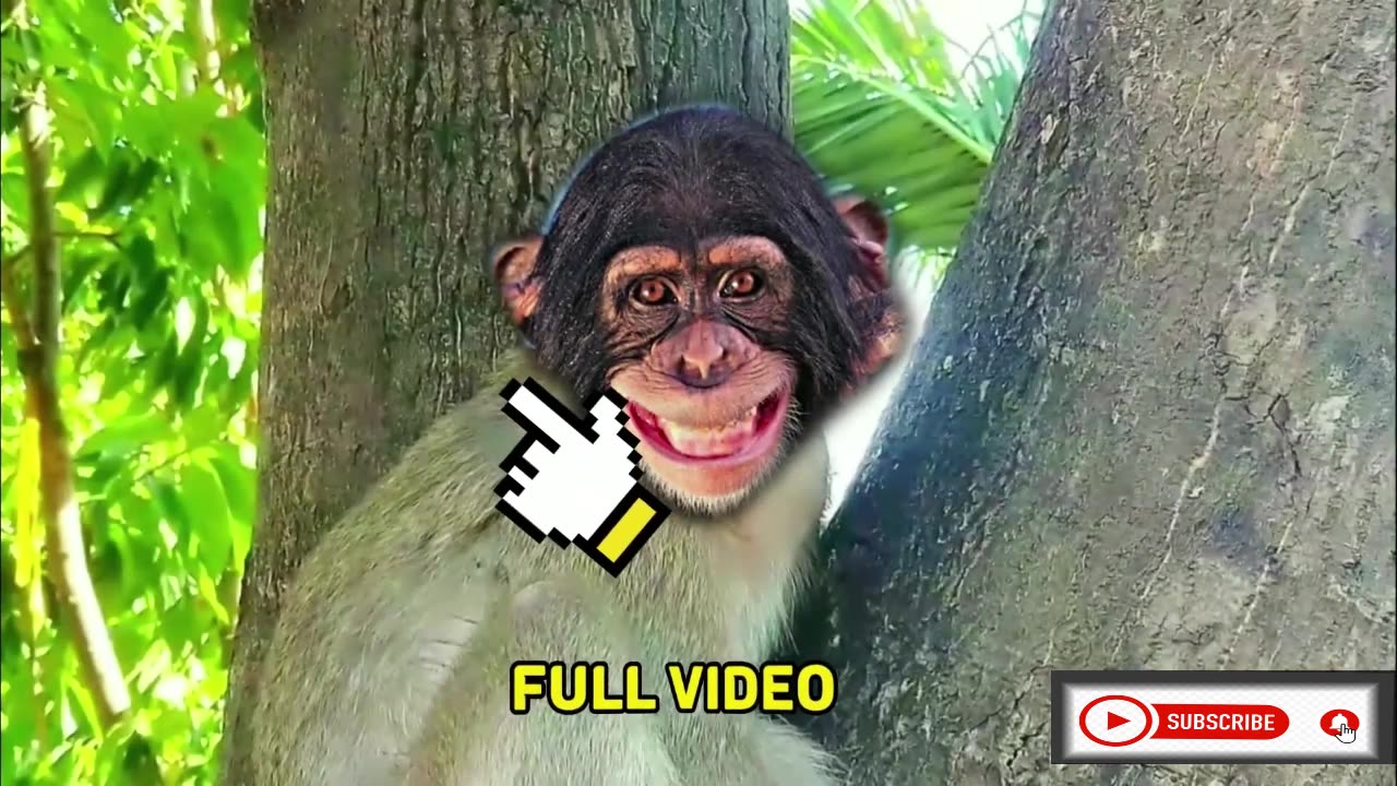 1st Mix Funny and songs video