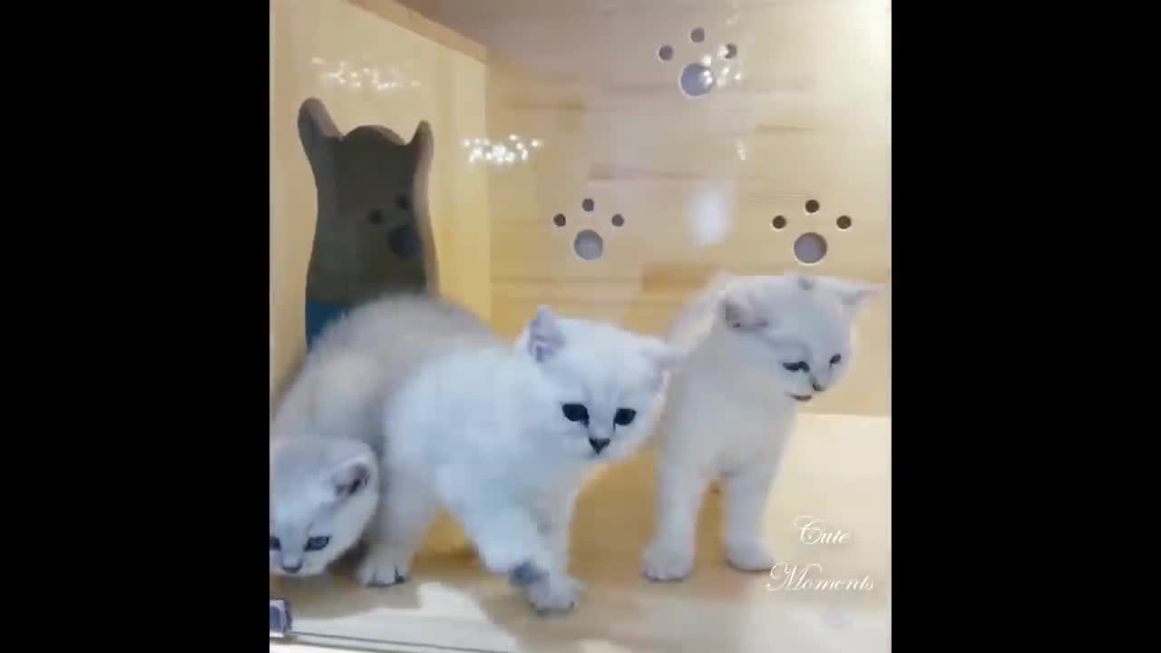 💗Omg! So Cute Pets ♥ Cute Baby Animals & Funny Pets Video Compilation #6💗Cute Moments