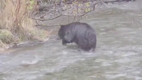 Birds, the Interesting Animals, Cat Videos, Animal Planet, Animal World 24
