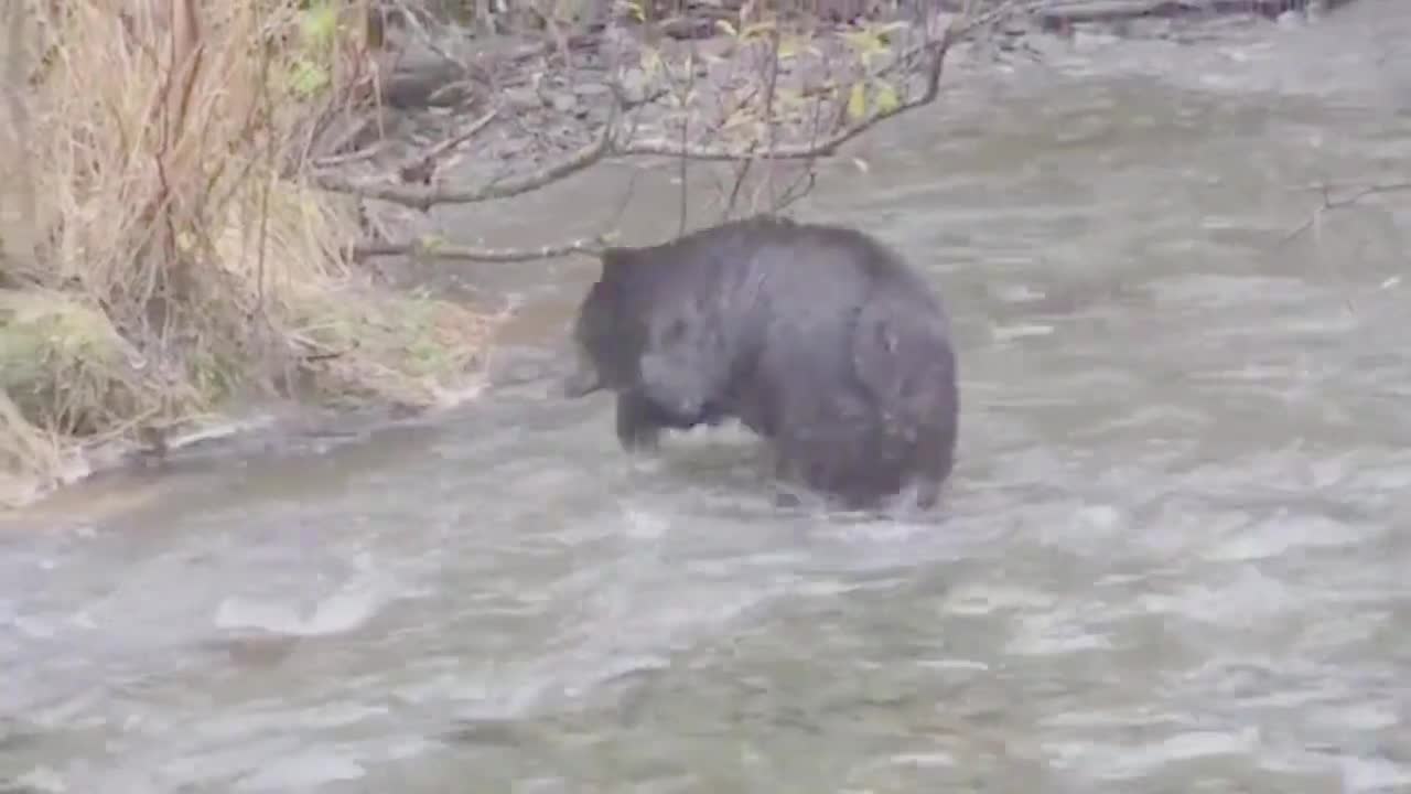 Birds, the Interesting Animals, Cat Videos, Animal Planet, Animal World 24