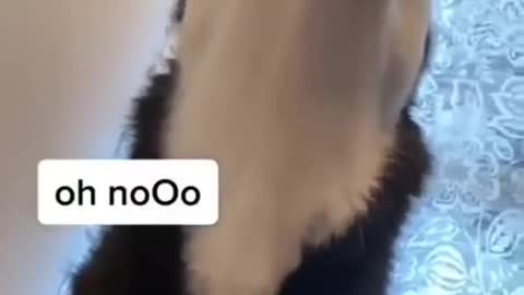 Cute dog speaking.😂