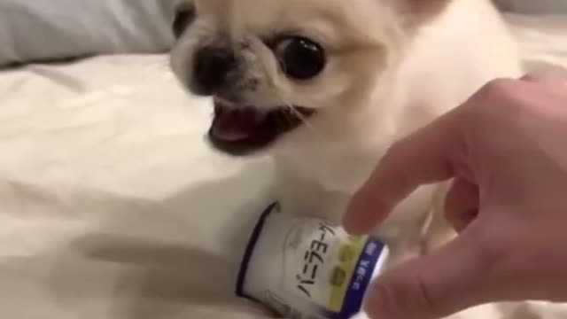 Cute pet dog