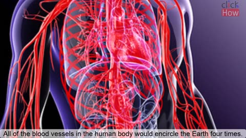 10+ Facts about Human Body