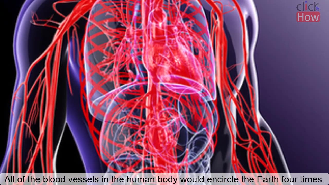 10+ Facts about Human Body