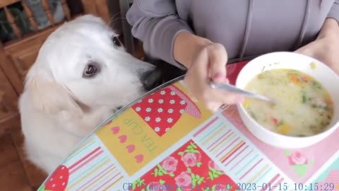 You're sharing with me, right Funny Begging Dog Bailey
