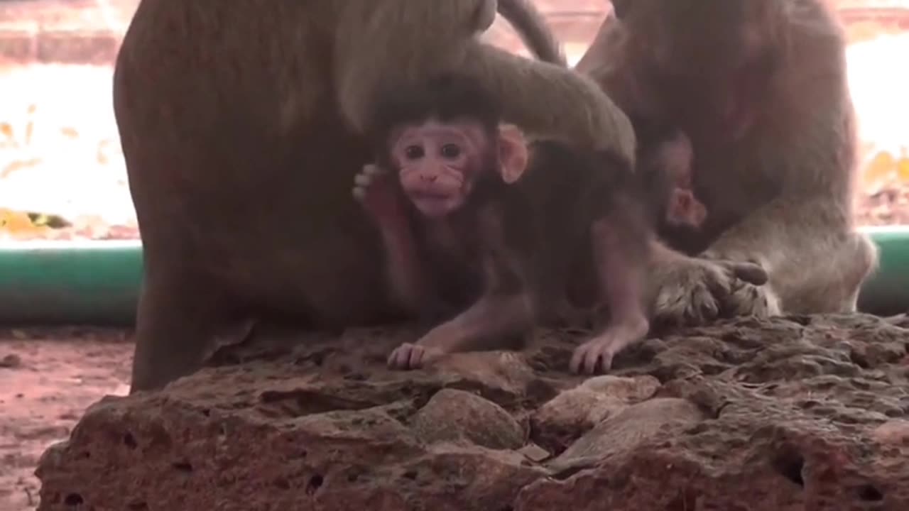 Adorable Baby Monkey 🐒|| With Her Mother ❤️