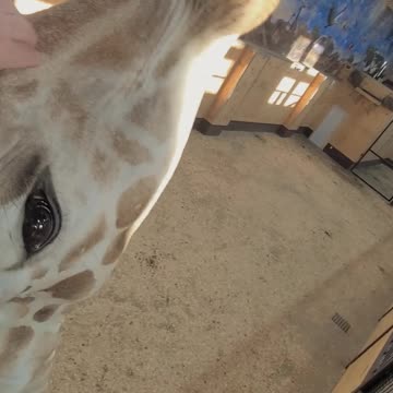 "Giraffe kisses".... NOTHING like them