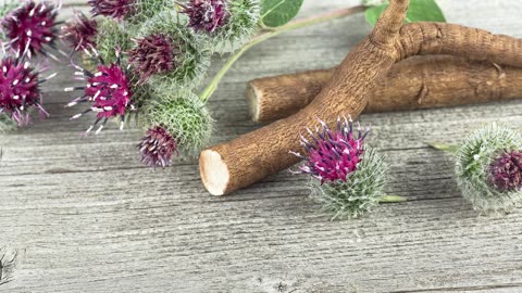 Unveiling Burdock’s Powers Combat Cancer, Soothe Inflammation & More