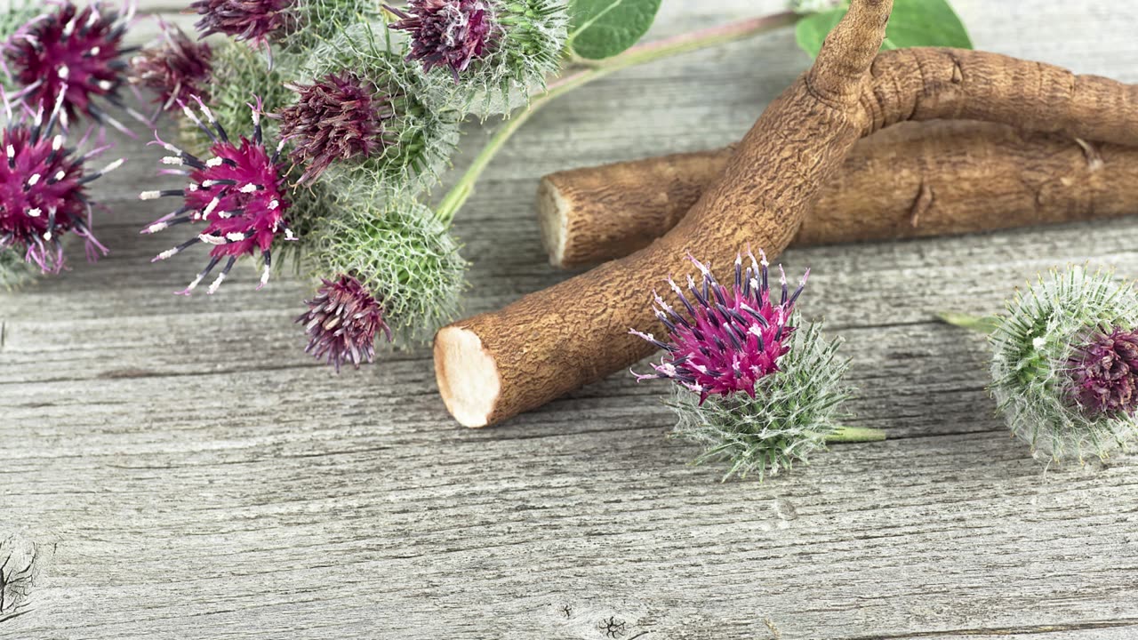 Unveiling Burdock’s Powers Combat Cancer, Soothe Inflammation & More