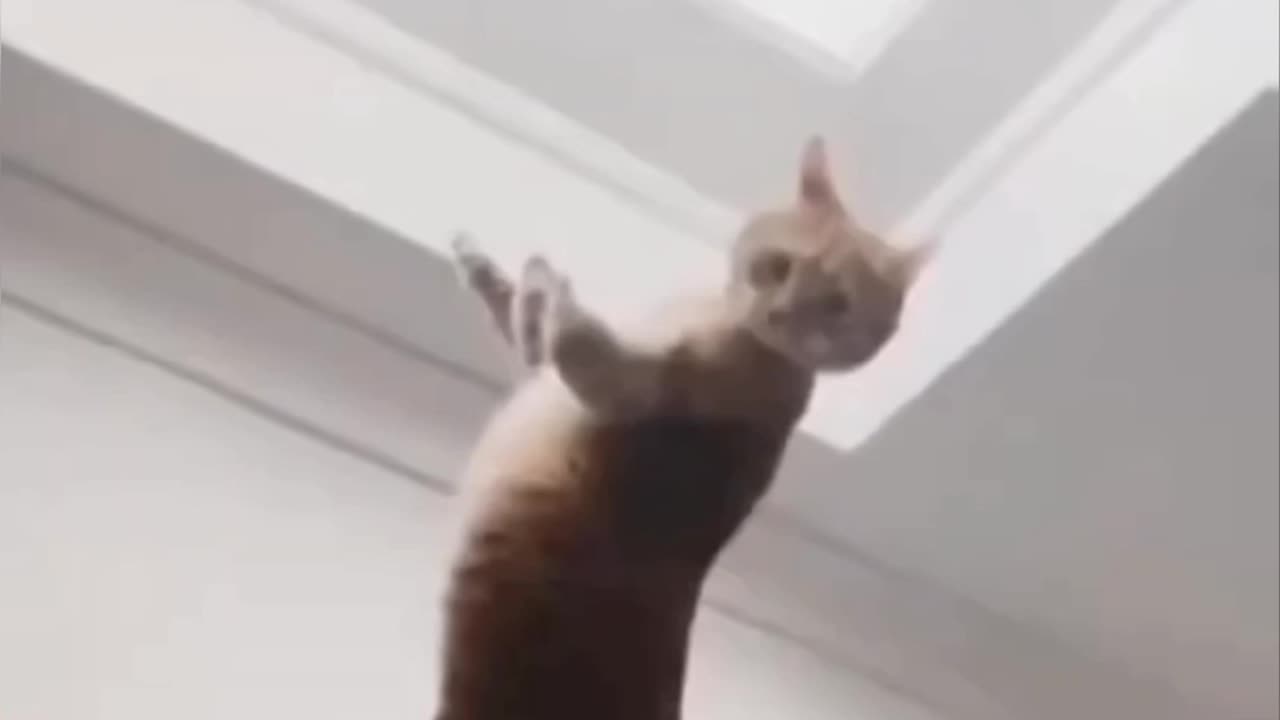 Fanny cat videos | kitty cat video | Cute cat video | Dog video