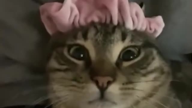 Funny and Cute Animals (3)