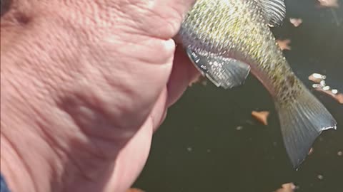 Bluegill kissena