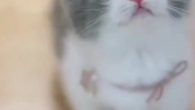 Baby Cate - Cute and funny baby cat videos compilation