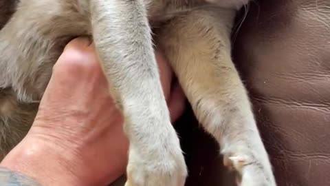 My friend, my cat, Rolo