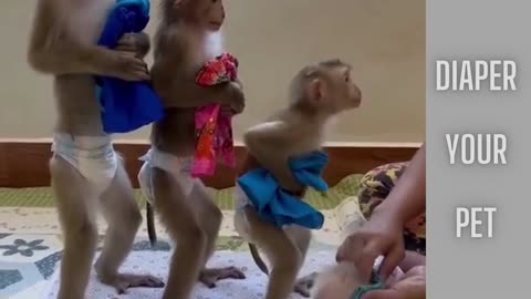 Diaper Your Pet For Clean Living
