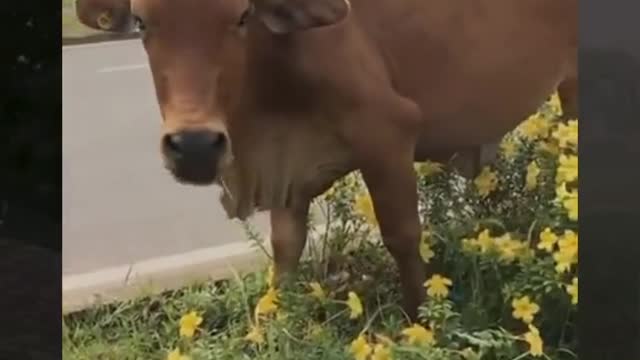 có tí ngoại ngữ sang hẳn.mp4