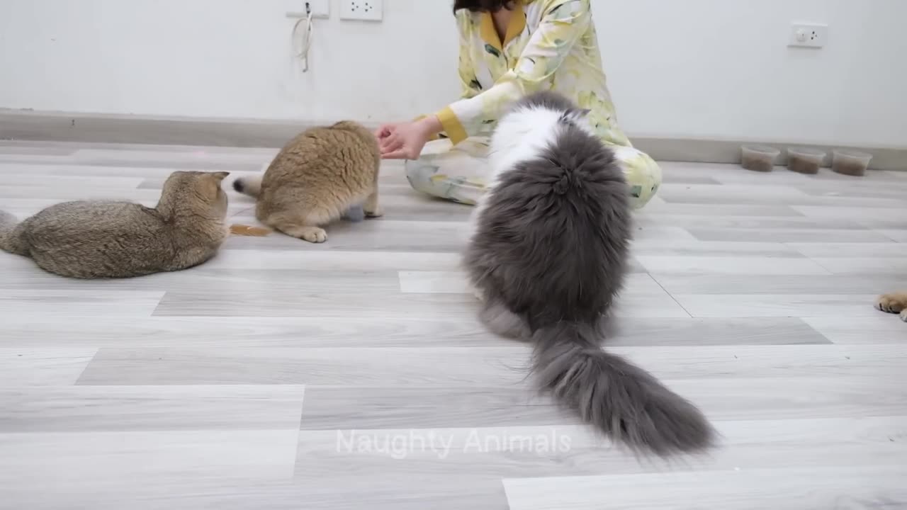 You Laugh You Lose 😍 Funniest Cats and Dogs 😹🐶 Part 13