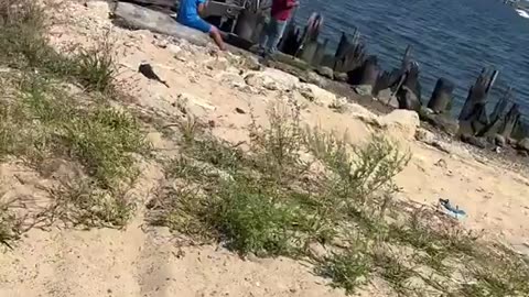 They're Eating The Birds Too