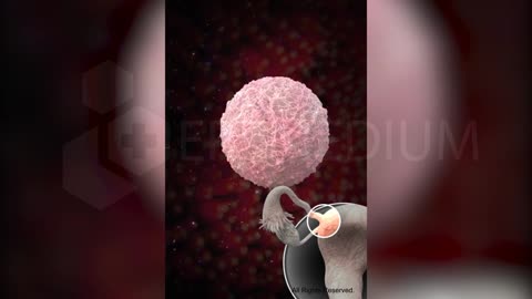 Intrauterine Insemination (IUI) for Pregnancy - Step by Step Guide - 3D Animation
