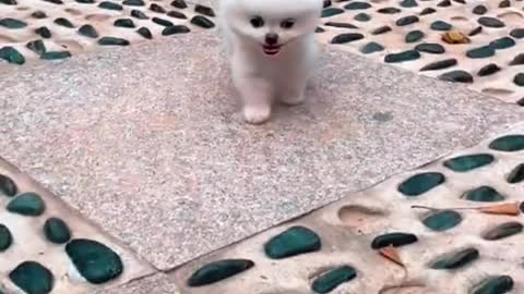 Cute dog