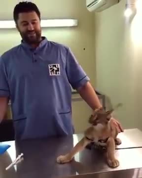 Professional Vet gives a shot to a very angry Cat