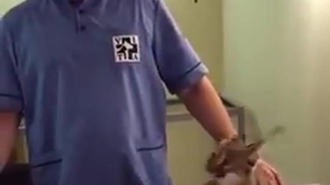 Professional Vet gives a shot to a very angry Cat