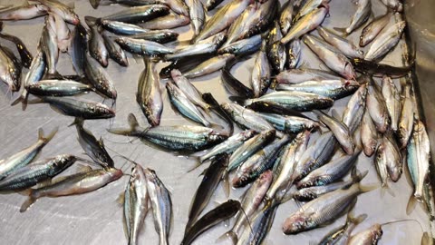 Big Sola Fish And Koi Fish Video In Fish Market
