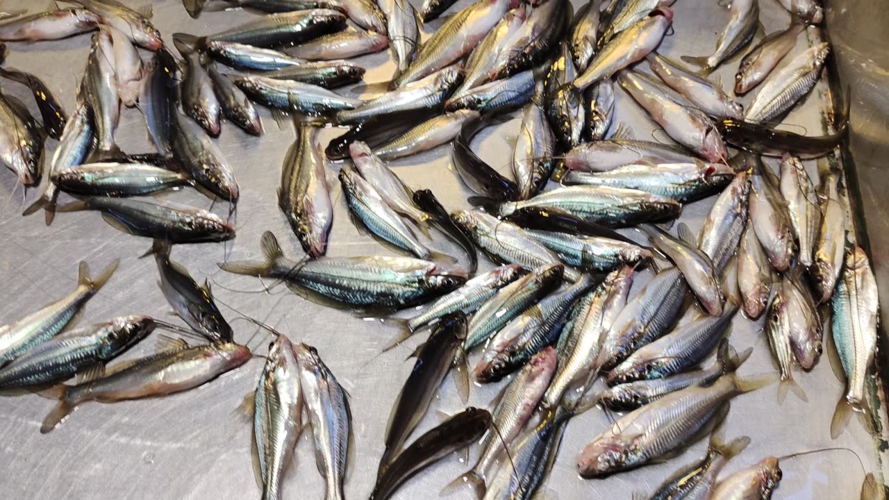 Big Sola Fish And Koi Fish Video In Fish Market