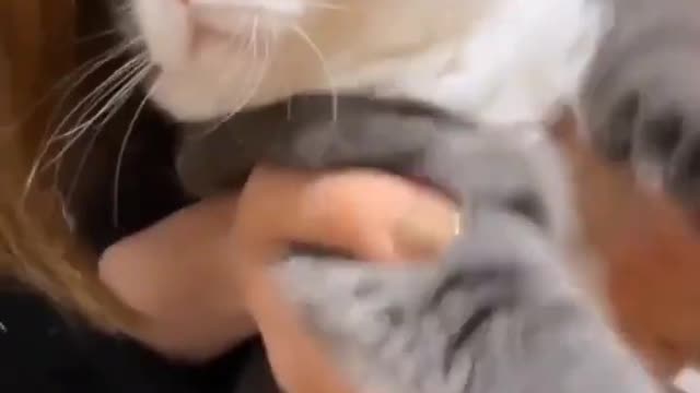 Baby Cats - Cute and Funny Cat Video Compilation