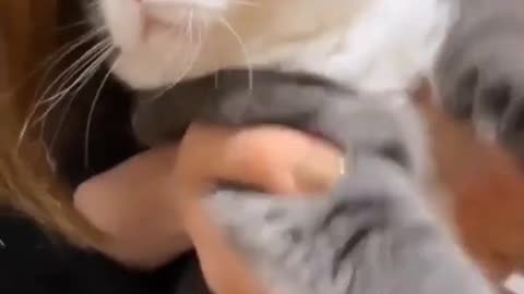 Baby Cats - Cute and Funny Cat Video Compilation