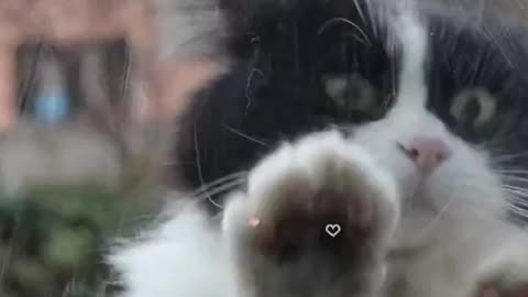 Pawsitively Adorable #cat