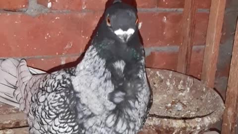 Zina birds