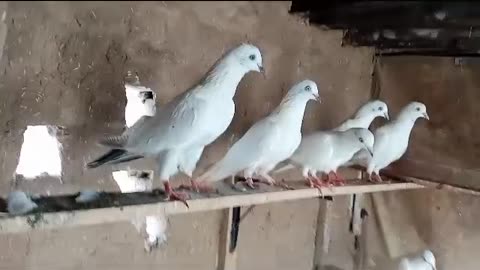 Black Patti white Eyes