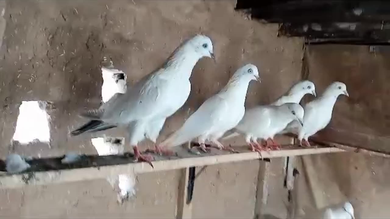 Black Patti white Eyes