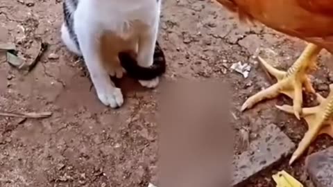 Cat Vs Chicken - Funniest Moment Animals