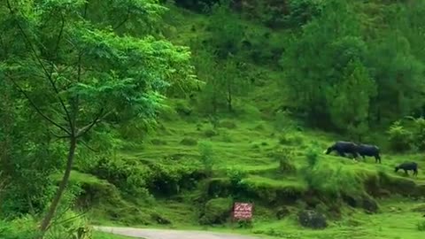 Kashmir paradise on earth 🌎