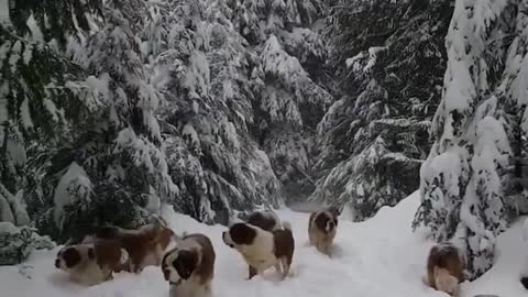 Snow Dogs in winter Season.