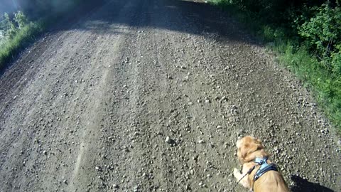 Flynn was on watch last night as coyote was close to house.