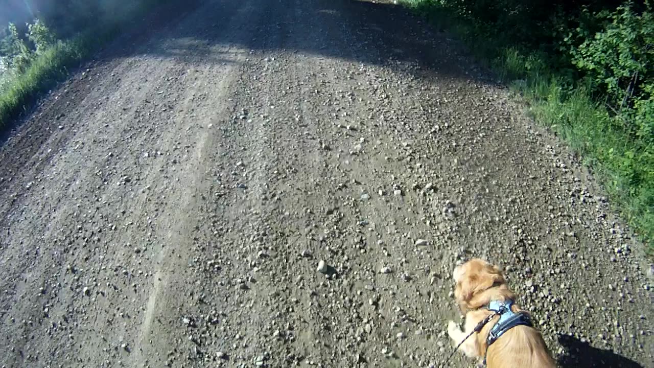 Flynn was on watch last night as coyote was close to house.
