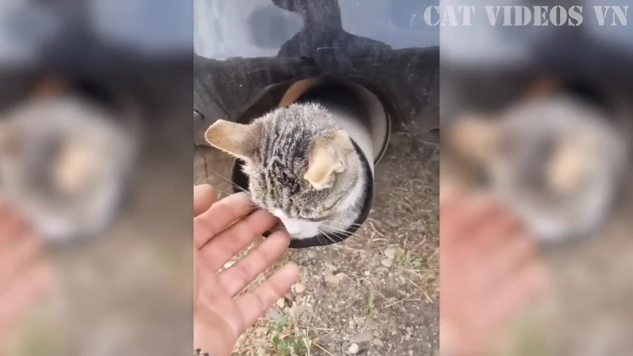 Funny Cats Compilation