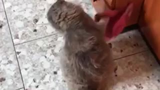 Crazy cat games!!!!